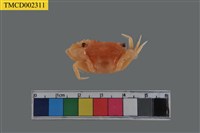 藏品(野生短漿蟹)的圖片